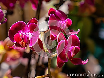 Close up shot of orchid flower blossom in Lou Lim Ioc Garden Stock Photo