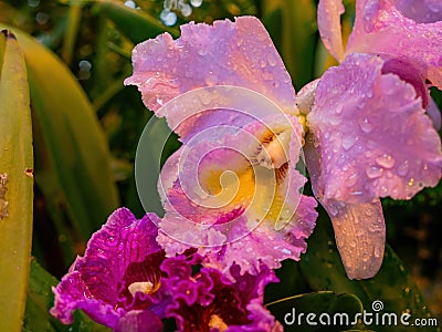 Close up shot of orchid flower blossom in Lou Lim Ioc Garden Stock Photo