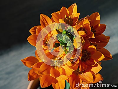 Close up shot of Ornithogalum dubium blossom Stock Photo