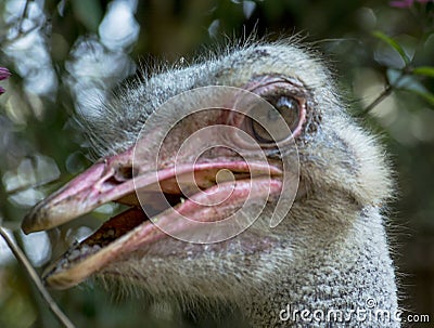 Close up shot of an ostrich bird Stock Photo