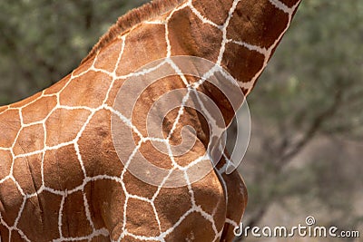 A close up shot of the pattern of a reticulated giraffe in the african wilderness. Stock Photo