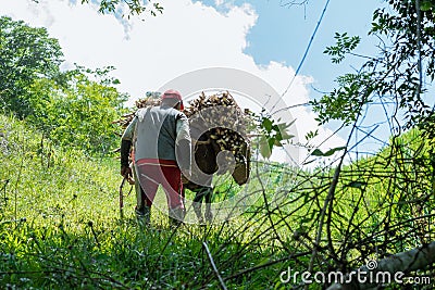 Close-up shot of a peasant muleteer following his mule loaded with sugar cane Stock Photo