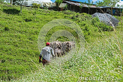 Close-up shot of a peasant muleteer following his mule loaded with sugar cane Stock Photo