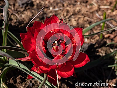 Close up shot of perfect, doll-sized, mini tulips in flaming deep red colour and petal-packed double flowers - Tulipa humilis ` Stock Photo