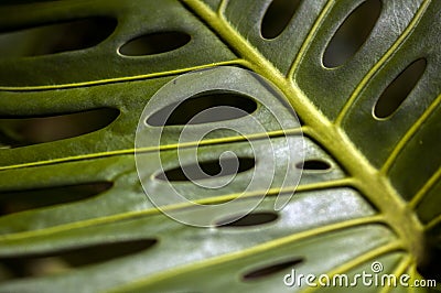 Close up shot of leaf Stock Photo