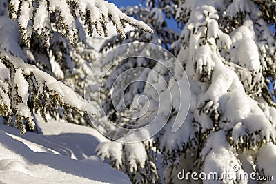 Close-up shot of pine tree branche with green needles covered with deep fresh clean snow on blurred blue outdoors copy space Stock Photo