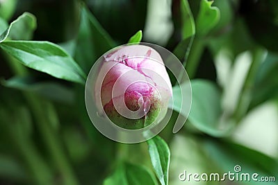 Close up shot of a pink peony buds. Stock Photo