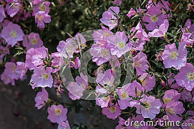 A Close-up Shot of Purple Flowers in Autumn Stock Photo