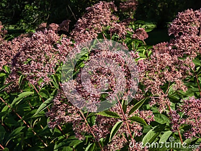 Purple Joe-Pye weed or Sweetscented joe pye weed (Eupatorium purpureum) flowering with purplish flowers in large Stock Photo