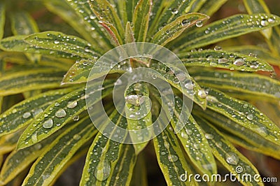 Close-up shot of raindrops on Euphorbia leaves Stock Photo