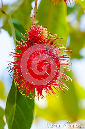 Close-up shot of a Rambutan tropical fruit in the tree Stock Photo