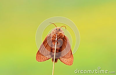 Red Brown Moth Stock Photo