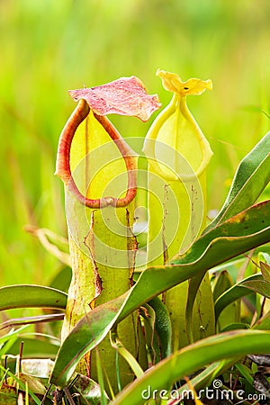 Close-up shot of red and green Nepenthes Stock Photo