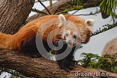Close-up shot of a Red Panda in the Singapore Zoo River Safari Exhibit Stock Photo
