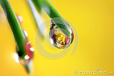 Close up shot of refraction of flower in a water droplet on the plant Stock Photo