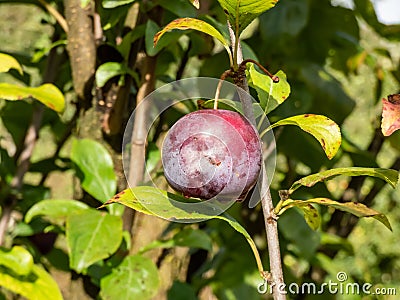 Close-up shot of a ripe, purple plum growing on a plum tree branche among green leaves Stock Photo