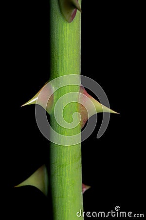 Rose thorn against black background Stock Photo