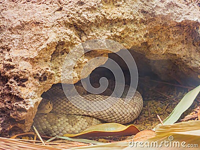 Close up shot of a Sidewinder snake Stock Photo