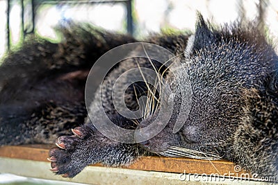 Close up shot of sleeping binturong or bearcat Stock Photo