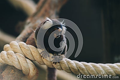 Close up shot of small marmoset hanging on big cotton rope Stock Photo