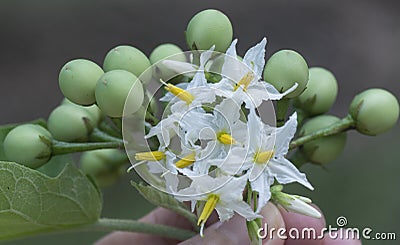 Close up shot of the Solanum torvum fruit Stock Photo