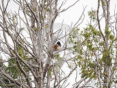 Close up shot of Spotted towhee in Capulin Volcano National Monument Stock Photo