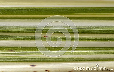 Striped green leaf for background use Stock Photo