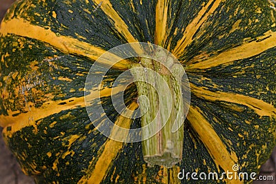 Close up shot of striped yellow and green pumpkin. Uatumn harvest, seasonal vegetables, organic fresh farm healthy food Stock Photo