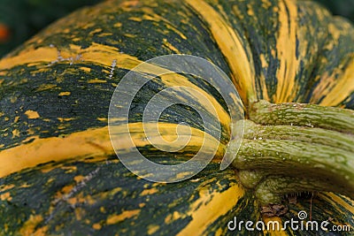Close up shot of striped yellow and green pumpkin. Uatumn harvest, seasonal vegetables, organic fresh farm healthy food Stock Photo
