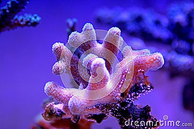 Close up shot on Stylophora short stony polyps coral Stock Photo