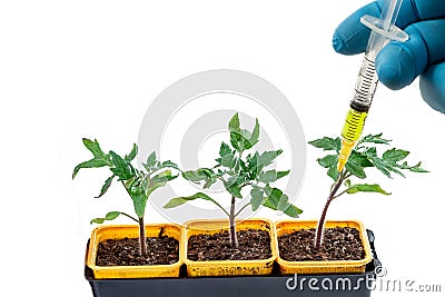 Close-up shot of a syringe injecting a yellow liquid to fresh tomatoes plant in pot Concept of genetic modification. Stock Photo