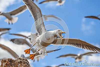 A close-up of a seagull bird with open beak flying with other birds on blue sky background. Stock Photo