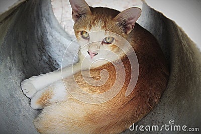 Close up shot with Thai orange yellow cat. Stock Photo