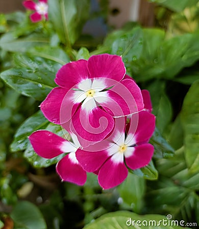 Close up shot of three bright pink fully bloomed flowers in a local garden in Bhubaneswar. Stock Photo