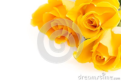 Three Yellow Roses Stock Photo