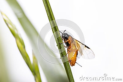 Close up shot of tiny bee on a grass blade Stock Photo