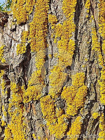 Tree bark with yellow moss Stock Photo