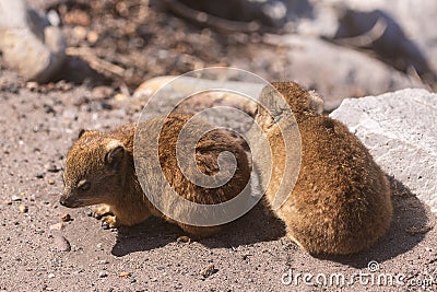 Close up shot of a two baby rock hyraxes or dassies in South Africa Stock Photo