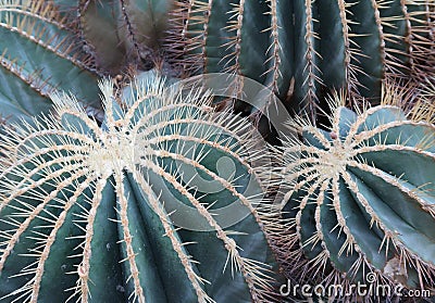 Close-up of Two Golden Barrel Cacti Stock Photo