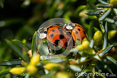 Close up shot of two ladybugs in sexual intercourse on evergreen shrub Stock Photo