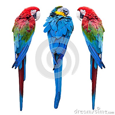 Three parrots Stock Photo