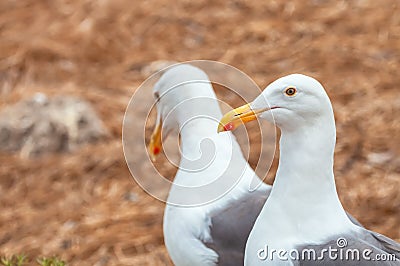 Close-up shot of two Preening western gulls in the field Stock Photo