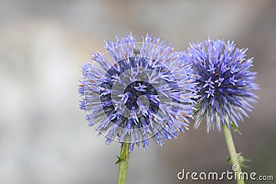 Close up shot of two Sea Holly flowers Stock Photo