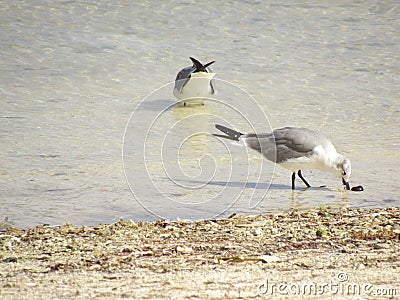 Seagulls love to feed in shallow water in the tropics Stock Photo