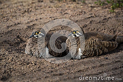 Close-up shot of two Squatter pigeons sitting on the ground in the Atherton Tableland, Queensland Stock Photo
