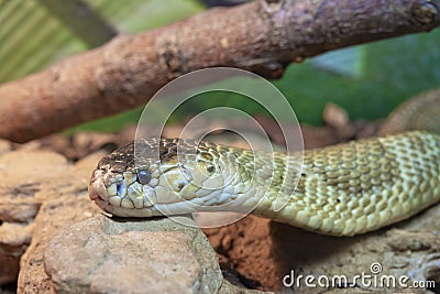 Close-up shot of a venomous cobra snake crawling over rocks Stock Photo