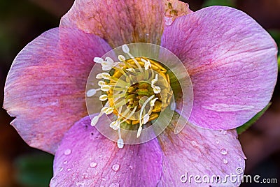Close-up shot of a vibrant pink flower with dew drops glistening off its petals Stock Photo