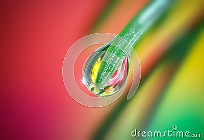 Close up shot of water droplet on a conifer tree leaf Stock Photo
