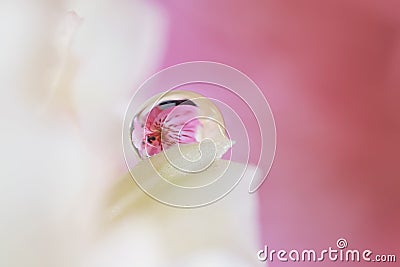 Close up shot of water droplet on flower petal Stock Photo