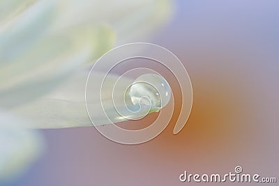 Close up shot of water droplet on a petal Stock Photo